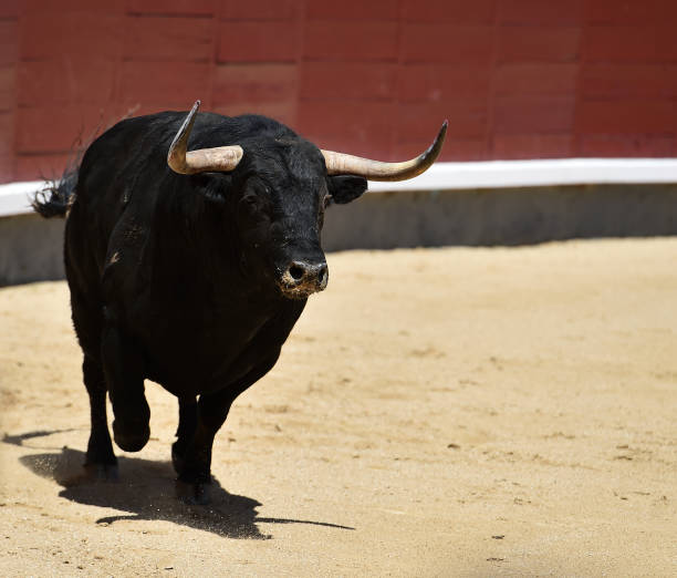 corrida - corrida zdjęcia i obrazy z banku zdjęć