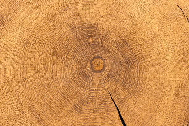 istock Cross section of oak. 987886008