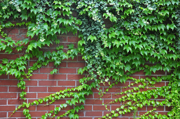 istock brick wall grown with vine and ivy 987886600