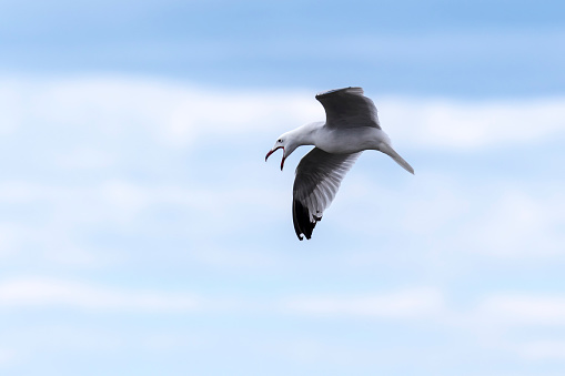 Close-up of an Audouin's gull (Larus audouinii) screeching in flight with a blue background of clouds.
