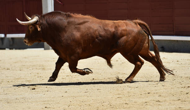 corrida - corrida zdjęcia i obrazy z banku zdjęć