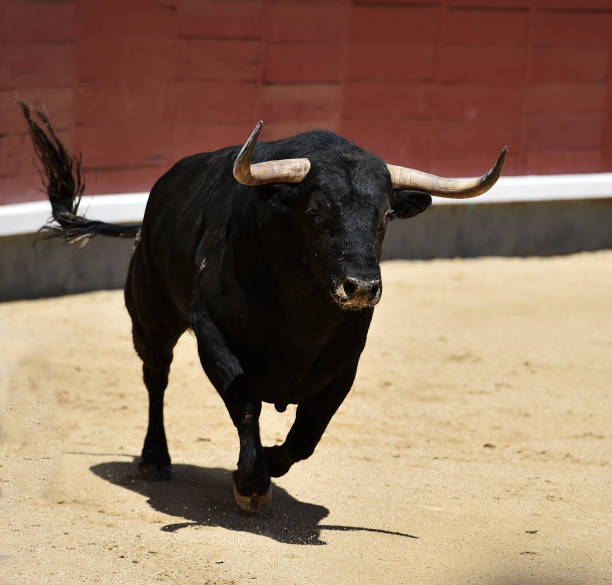 corrida - corrida zdjęcia i obrazy z banku zdjęć