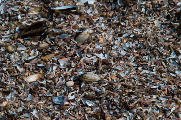 istock Colorful baltic sea shells textured background on beach. A beautiful natural beach pattern background. Environmental pollution 987887138