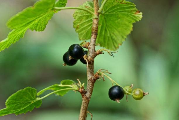 istock black currant berries on a bush branch with leaves 987887144