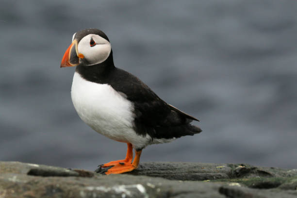 istock A view of an Atlantic Puffin on Farne Islands 987888148