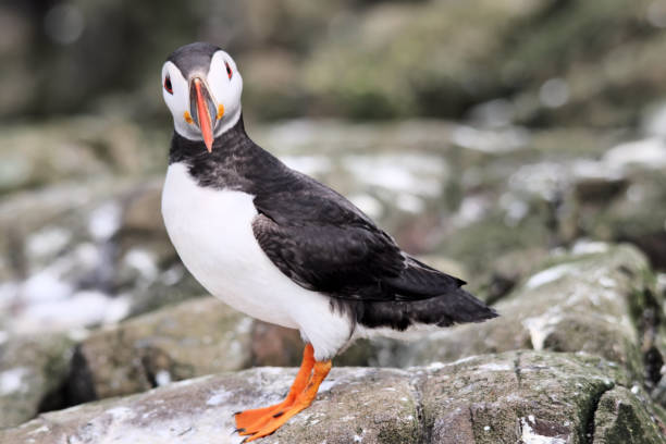 istock A view of an Atlantic Puffin on Farne Islands 987888208
