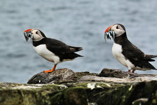 istock A view of an Atlantic Puffin with Sand Eels on Farne Islands 987889234