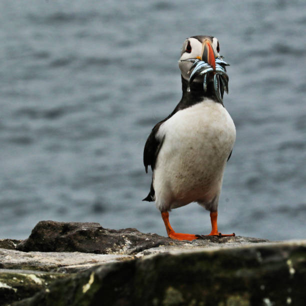 istock A view of an Atlantic Puffin with Sand Eels on Farne Islands 987890570