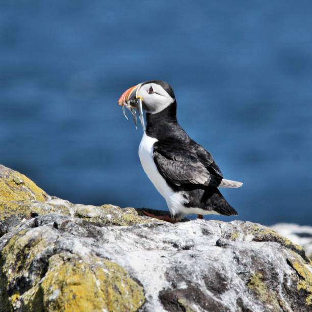 istock A view of an Atlantic Puffin with Sand Eels on Farne Islands 987890580