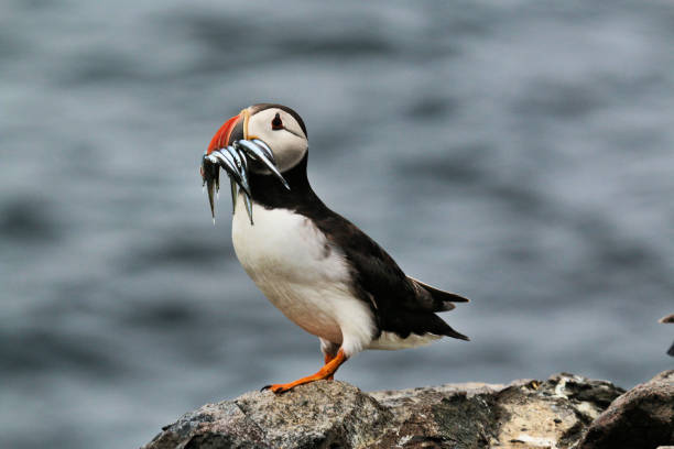 istock A view of an Atlantic Puffin with Sand Eels on Farne Islands 987890646