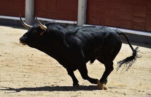 corrida - corrida zdjęcia i obrazy z banku zdjęć