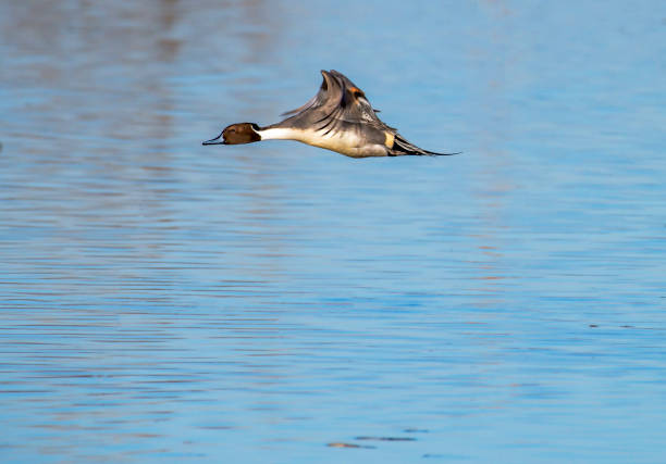 istock Northern Shoveler Duck Male Flying 987891278