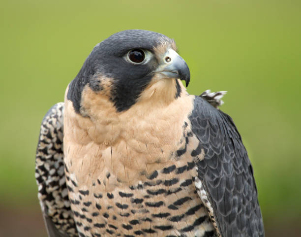 istock Peregrine Falcon Head and Shoulders 987891292