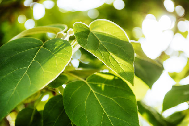 istock fresh and green leaves. 987891764