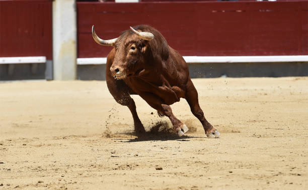 corrida - corrida zdjęcia i obrazy z banku zdjęć