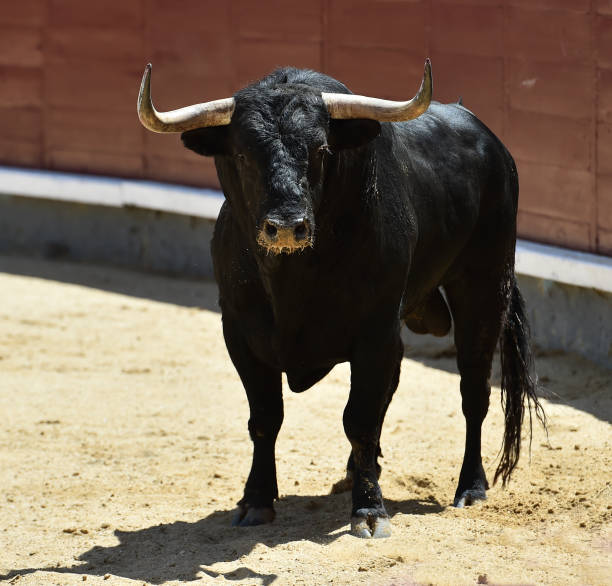 corrida - corrida zdjęcia i obrazy z banku zdjęć