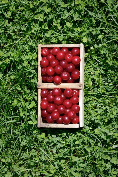 Harvesting Prunus cerasus sour cherrys fruit in their garden.  Top view photo taken in the Poland in summer garden