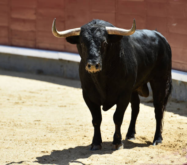 corrida - corrida zdjęcia i obrazy z banku zdjęć