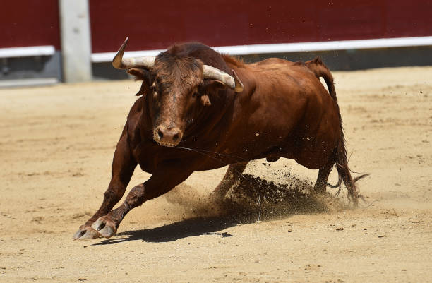 corrida - corrida zdjęcia i obrazy z banku zdjęć