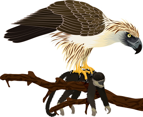 vector philippine Eagle - Pithecophaga jefferyil