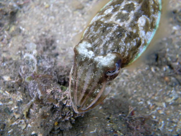 istock Mourning Cuttlefish, Sepia Plangon in Sydney, Australia 987910074