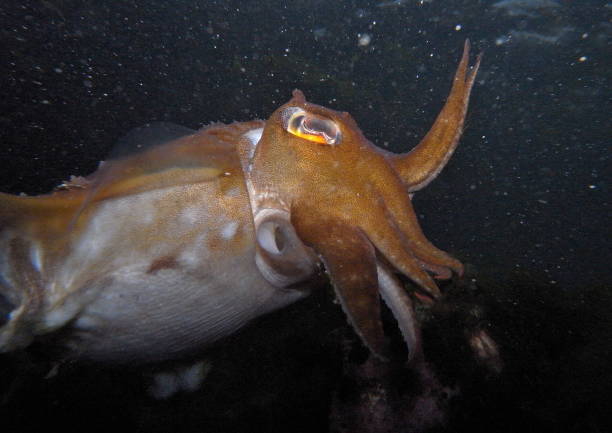 istock Mourning Cuttlefish, Sepia Plangon in Sydney, Australia 987910410