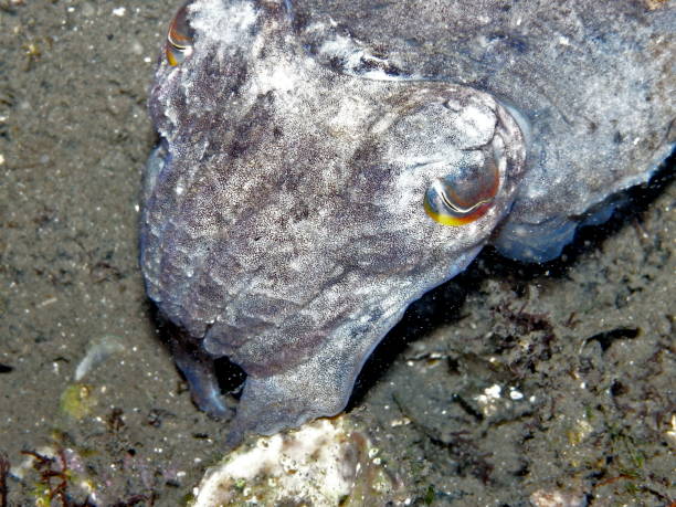 istock Mourning Cuttlefish, Sepia Plangon in Sydney, Australia 987910594