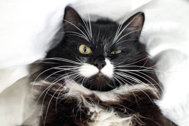Beautiful tuxedo cat with luxurious mustache looks directly at the camera. Cat emotions, grumpy bicolor cat