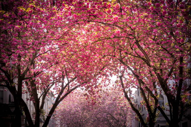 Pink flowering tree alley Heerstraße in Bonn bonn photos stock pictures, royalty-free photos & images