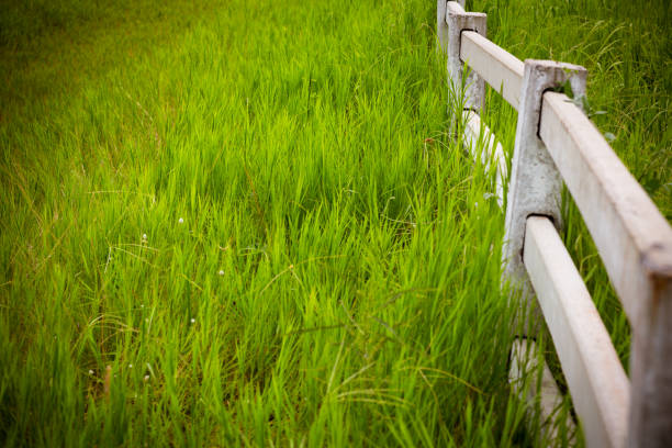 белый бетонный забор на поле конной фермы - picket line фотографии стоковые фото и изображения