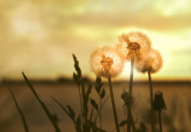 istock Group of dandelions by the river against the sunset background 987913982