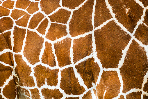 Close-up of giraffe body.