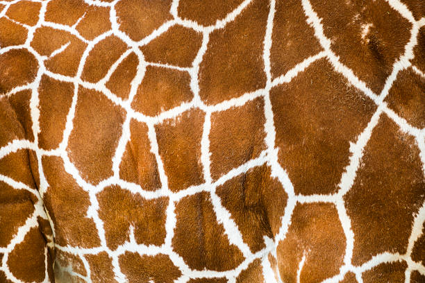 печать жирафа - giraffe namibia africa animal стоковые фото и изображения