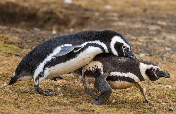 Chasing and Biting Magellan Penguins This photograph was taken midday on Isla Magdalena with full frame camera and G telephoto lens. penguins fighting stock pictures, royalty-free photos & images