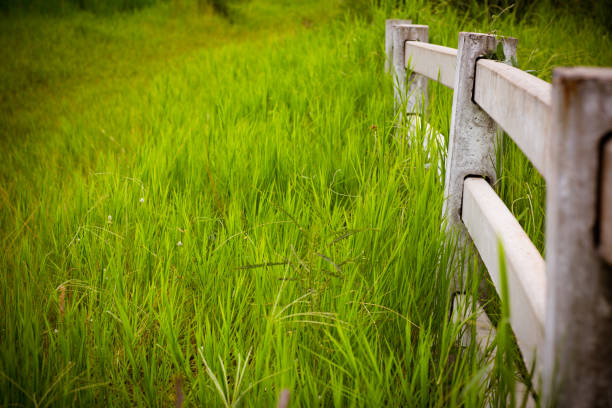 white concrete fence in horse farm field - picket line fotos imagens e fotografias de stock