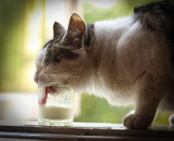 istock hungry cat drink milk from blue bowl lick his lips 987930198