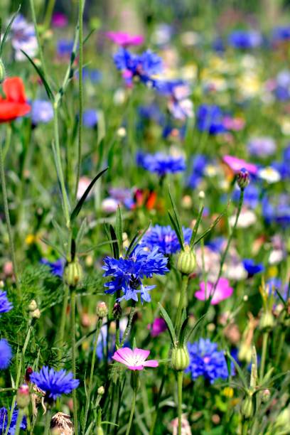 istock Beautiful blooming colorful summer field flowers. 987930470