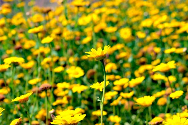 istock Sunny meadow with yellow blooming flowers. 987930650
