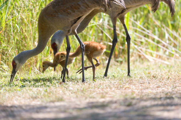 istock sandhill crane baby 987940746