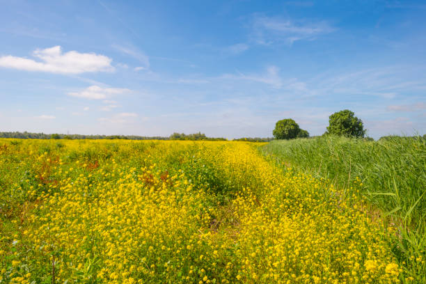 istock Wild flowers in a field below a blue cloudy sky in summer 987942944