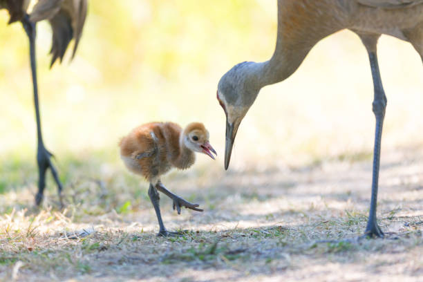 istock sandhill crane baby 987943220