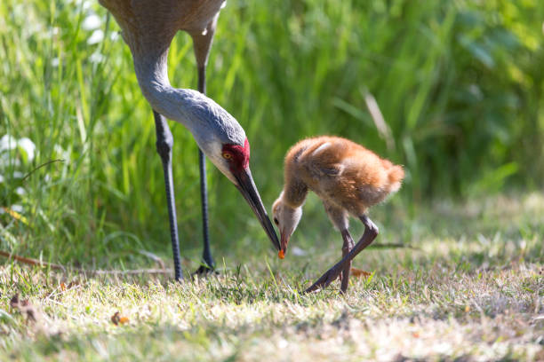 istock sandhill crane baby 987943248
