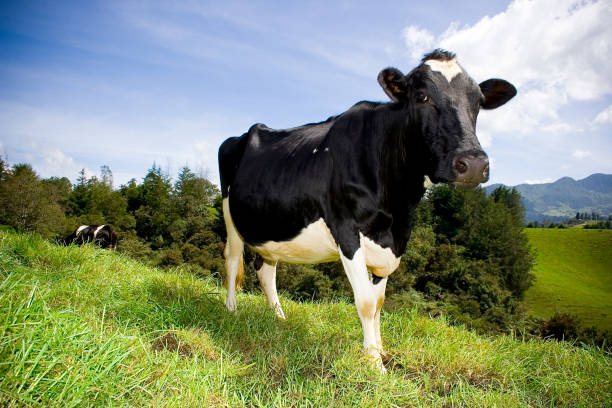 istock cow in the field 987946932
