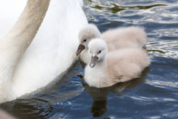 istock Mute swan baby 987947654