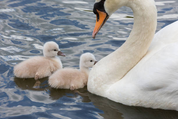 Mute swan baby at Ambleside Park, Vancouver BC Canada