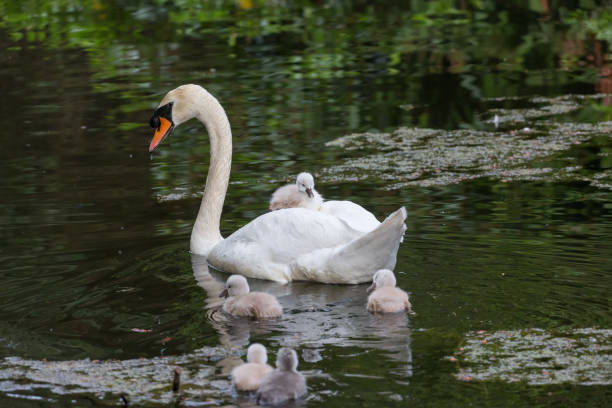 istock Mute swan baby 987948258