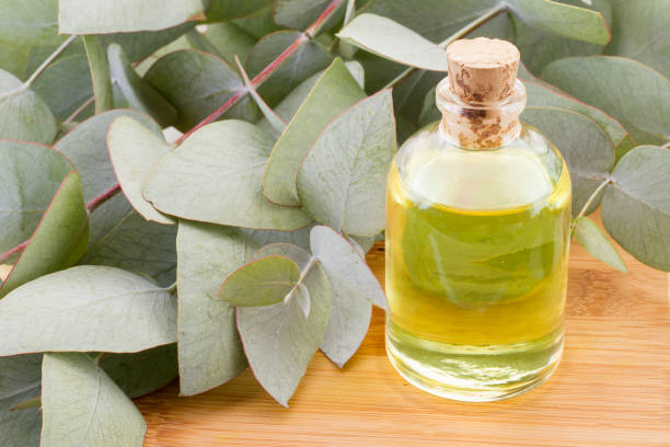 istock oil and eucalyptus leaves on the wooden table - Eucalyptus deglupta 987968136