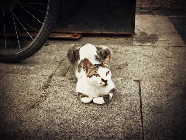 istock The lying cat in the street 987982462