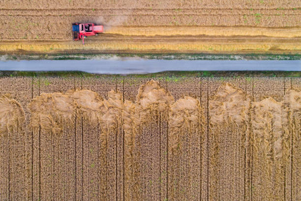 istock Top view of combine harvester in field 987982808