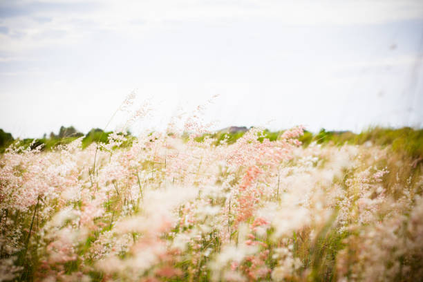 White flower grass field with silhouette sunlight in the evening. Image for scenery background, wallpaper